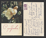 Открытка Цветок магнолии 1968 г  (3652)
