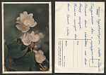 Открытка Жасмин 05.01.1961 г  (3602)