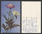 Открытка Пионы 1968 г  (3648)
