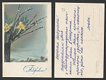 Открытка Верба и нарциссы 1968 г  (3661)